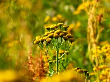 Honig / ***