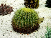 Igel / **************
