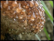 Mushroom regen / ***