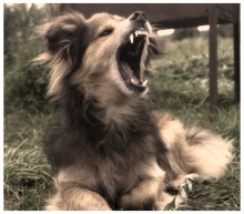 Wolfsblut / ***