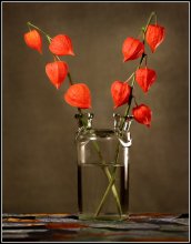 Physalis Herbst / *****
