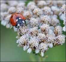 Kleine Hexe ... / ***