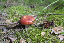 Pilz / ***