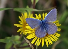 Kupfer-Schmetterling / ***