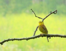 Singing in the regen ... / ***