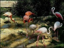 FLAMINGO LIVING in den Sumpf ... / ****************
