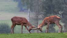 Hong Hirsch. / ***