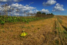 Im Herbst ... / .....,