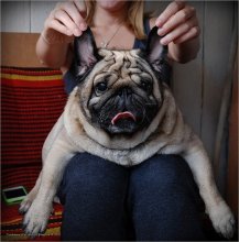 Über die beste Hund der Welt HANDS und Gastgeberin, wahnsinnig LOVING der beste Hund der Welt ... / ***