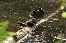 Die Bewohner des Waldes See / ***