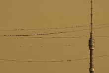 Stave und das Metronom / ***
