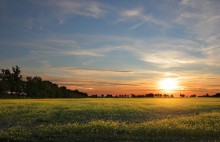 Rapsfeld / --------------