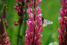 Scheibe des Sommers / ***