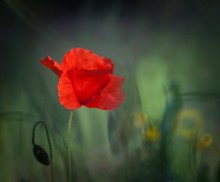 "Blumen für CHAMPIONS" seligen Angedenkens an die Opfer der "Lokomotive" / ***