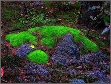 Im Wald / ***