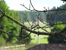 Maple ... / ***