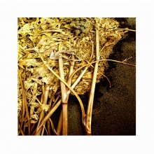 dort im September / ***