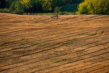 Autumn Pastoral / _______________