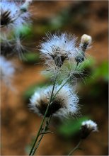 Home Geburt Fluffy / .............