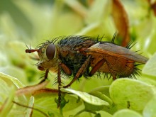Ezhemuha heftigen / Tachina fera