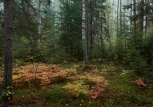 Signs of Herbst / ***