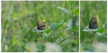 Sommer Leichtigkeit / ..........