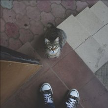 Cat / ________