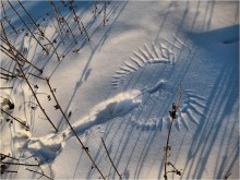 Es war nur eine Spur ... / ***