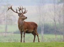 Deer und Nebel / ***