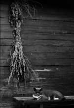 Graue Katze / .....................................