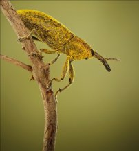 "Die Rüstung Weevil" / ***