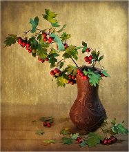 Hawthorn ... / ***