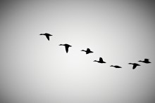 Fly / FLYFLY