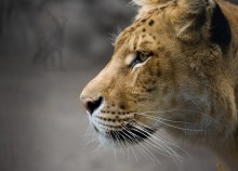 Jagd / ***