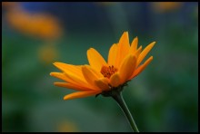 Sommer / ***