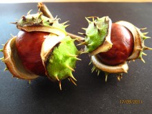 Herbst Kastanien / ***