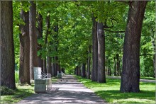 Allee / ***