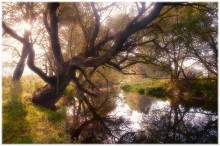 Bach / *********
))