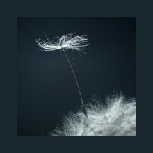 auf Zehenspitzen / -------