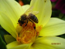 Pollen. / ***