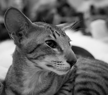Oriental cat / ***