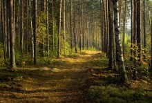 In den Morgen im Wald (2) / ***