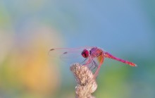 "Die Libelle über die Wiese Herumtollen, befindet sich dieses Libelle auf einer Blüte!" / ***