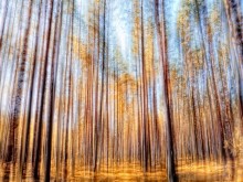 shezzofrenichesky Wald / ***