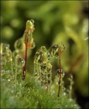 Nizza Greens ... / ***
