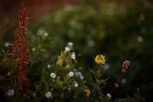 Unkraut in meinem Garten / *****