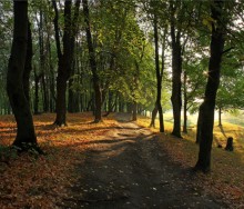 dem Waldweg / ***