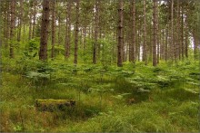 Ganaraska Forest / ***