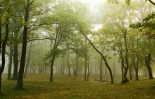 Im Wald / ***