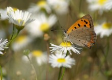 In der Blumenwelt / ***